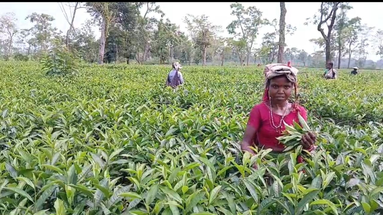 জেনারেটরের ওপর ভরসা, বিপাকে চা-বাগান