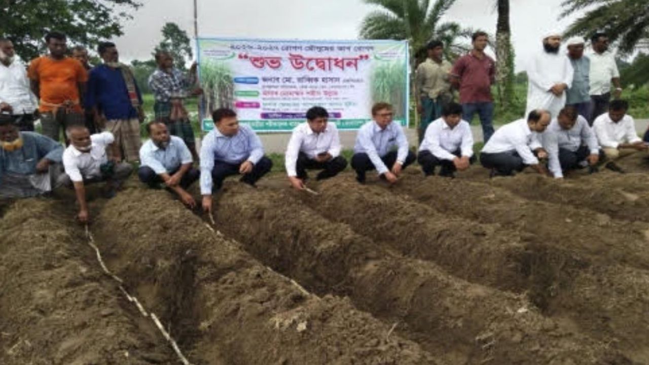 চিনির উৎপাদন বাড়াতে দর্শনা কেরু চিনিকলে আখ রোপণ শুরু