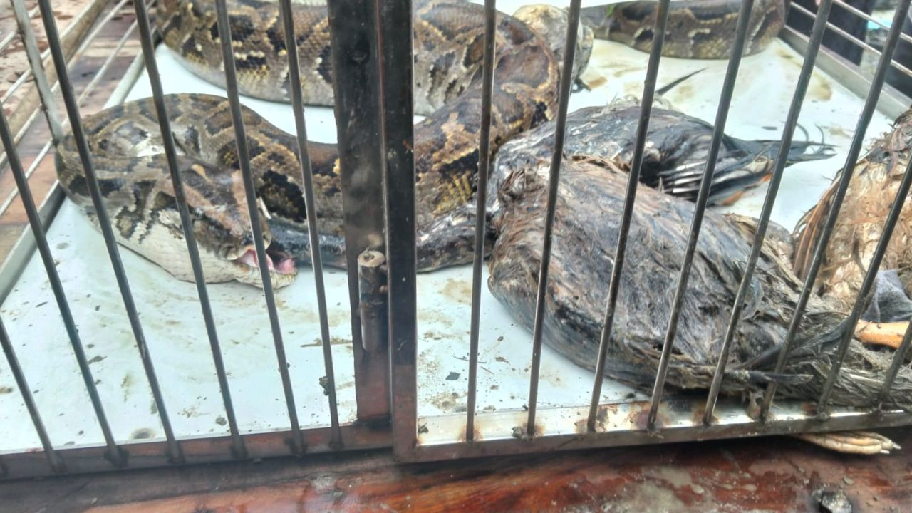 শ্যামনগরে হাঁস-মুরগির ঘরে ১৭ ফুটের অজগর