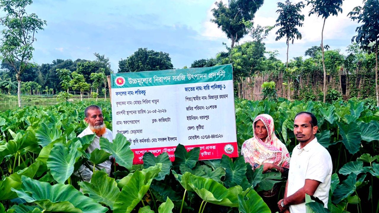 ভেড়ামারায় লতিকচু চাষে গৃহিণী শিরিনার সাফল্য