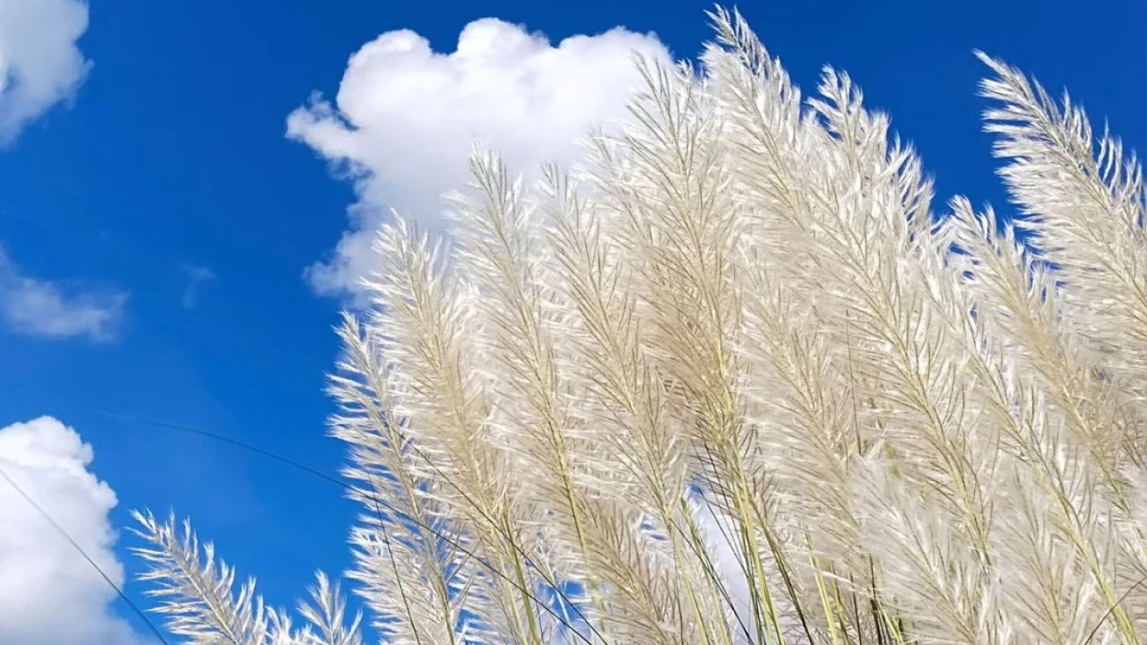 শারদ পদাবলি