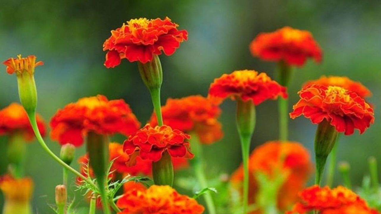 গাঁদা ফুলের গল্প : রঙে, সংস্কৃতিতে ও স্মৃতিতে