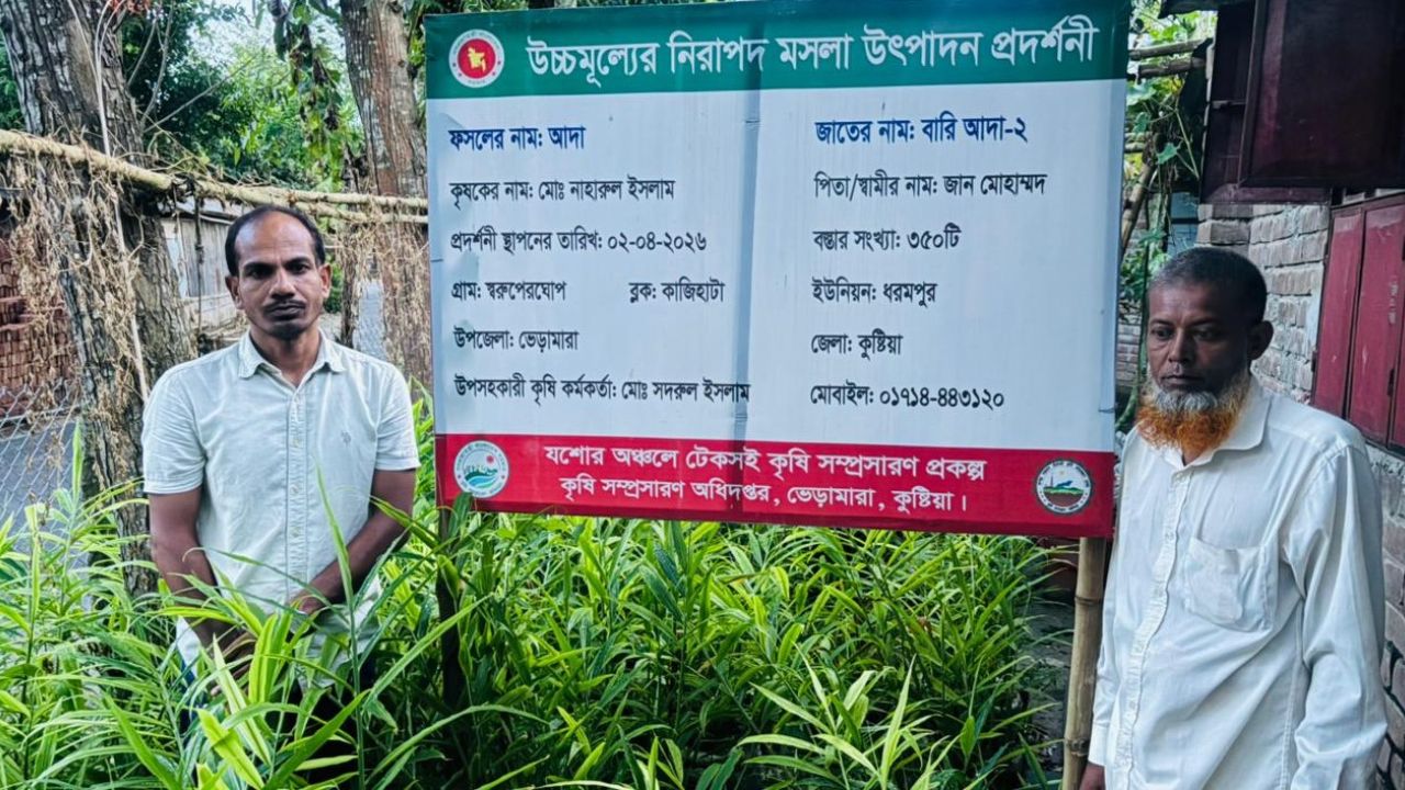 ভেড়ামারায় পরিত্যক্ত জমিতে বস্তায় আদা চাষ