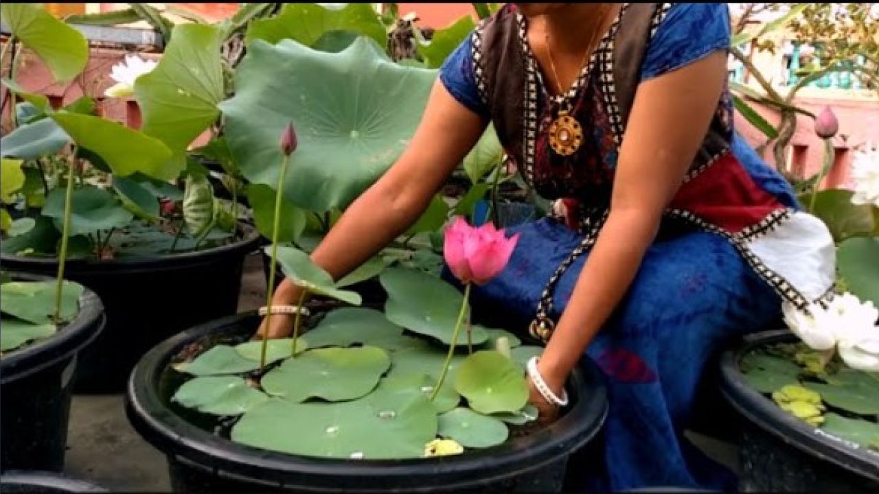 ছাদেই করুন পদ্মের চাষ, যেভাবে তৈরি করবেন ছোট জলবাগান