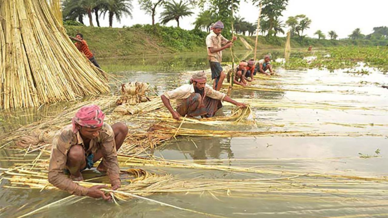 বাম্পার ফলন, তবু দাম নিয়ে শঙ্কা পাটচাষিদের