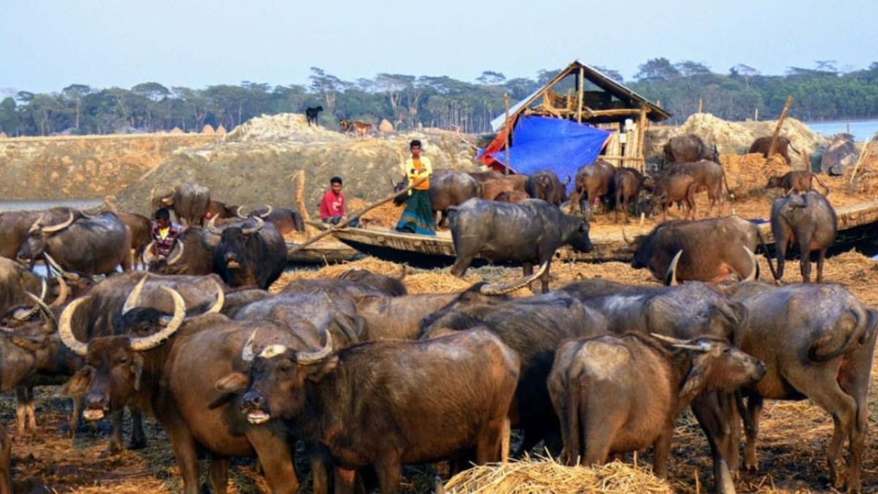 বালুচরেই ভাগ্যবদল: নদীর বুকে সোনা ফলাচ্ছেন নদীভাঙা মানুষেরা