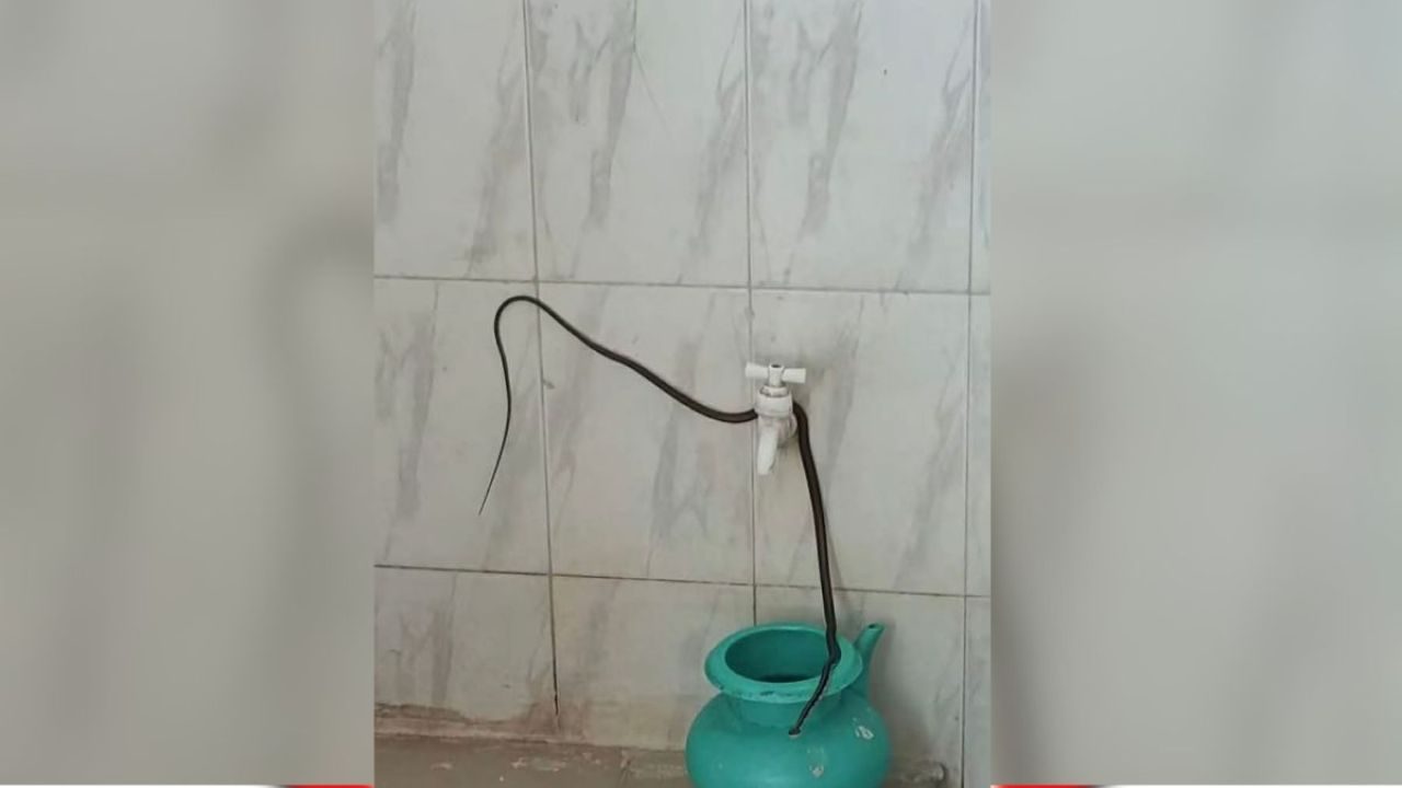 হলে বিষধর সাপের উপদ্রব, নেই প্রতিষেধক