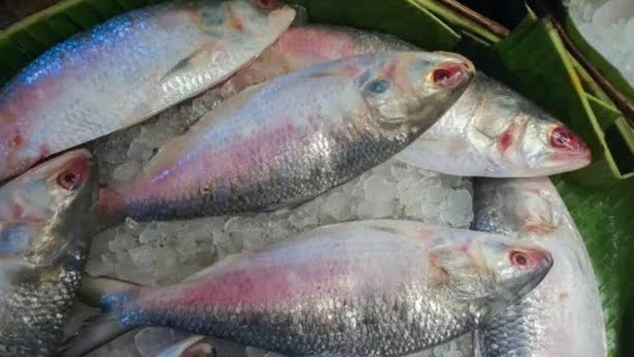 স্বাদ ও গন্ধহীন গুজরাট-মুম্বাইয়ের মাছে সয়লাব বাজার