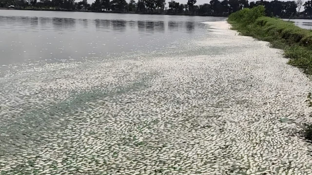 বারনই নদীতে বিপর্যয়ের জন্য দায়ী কে?