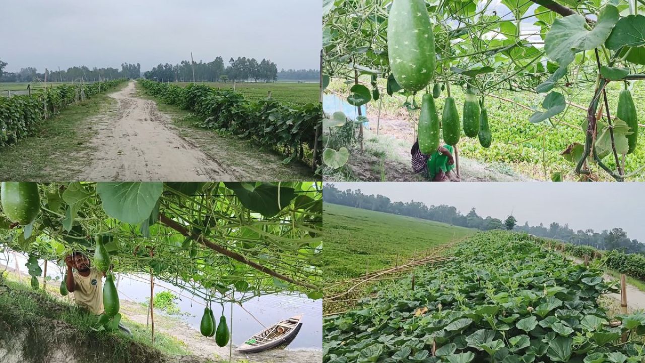 নদী রক্ষার দেড় কিলোমিটার বাঁধে শুধুই ঝুলছে লাউ