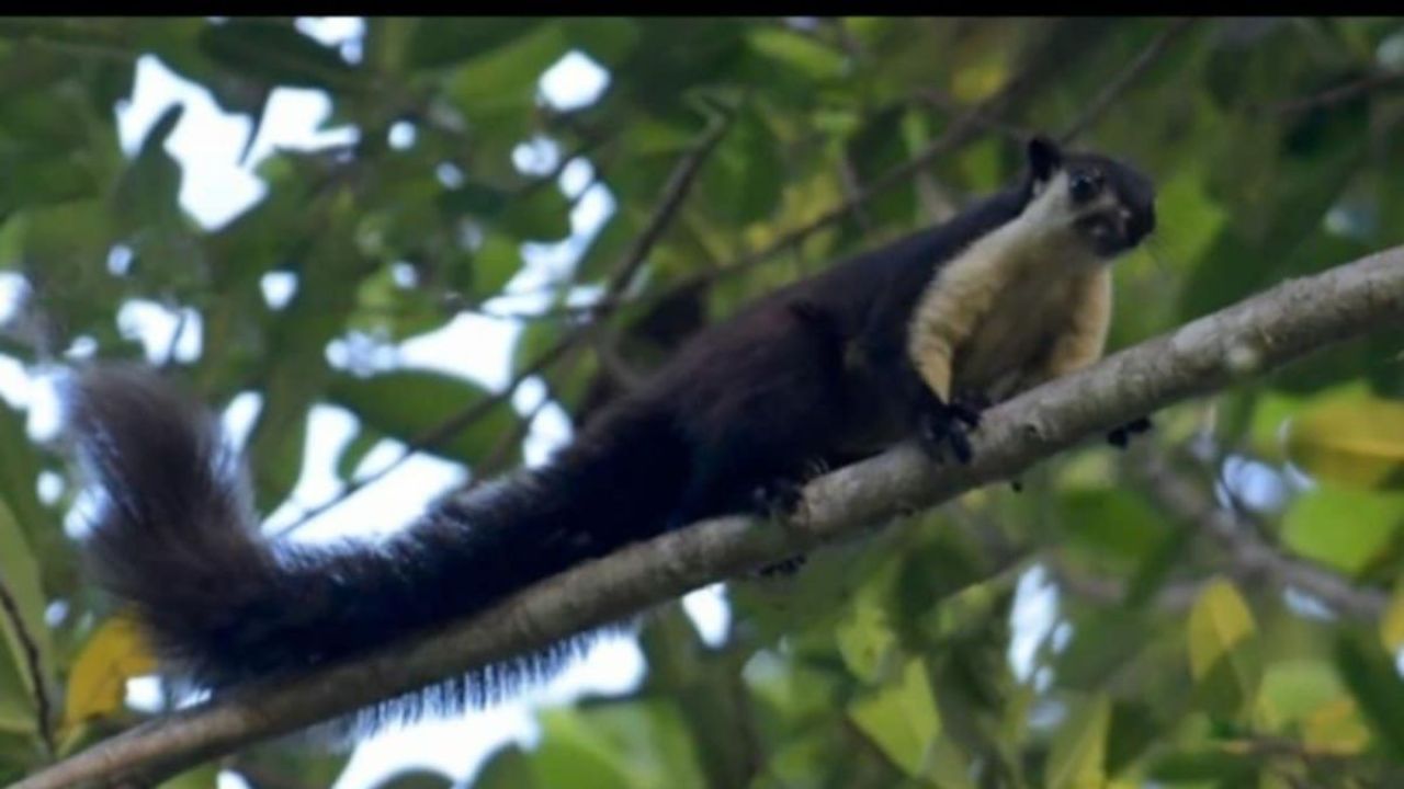 রেমা-কালেঙ্গার গহিন বনে বিশালাকৃতির কাঠবিড়ালি