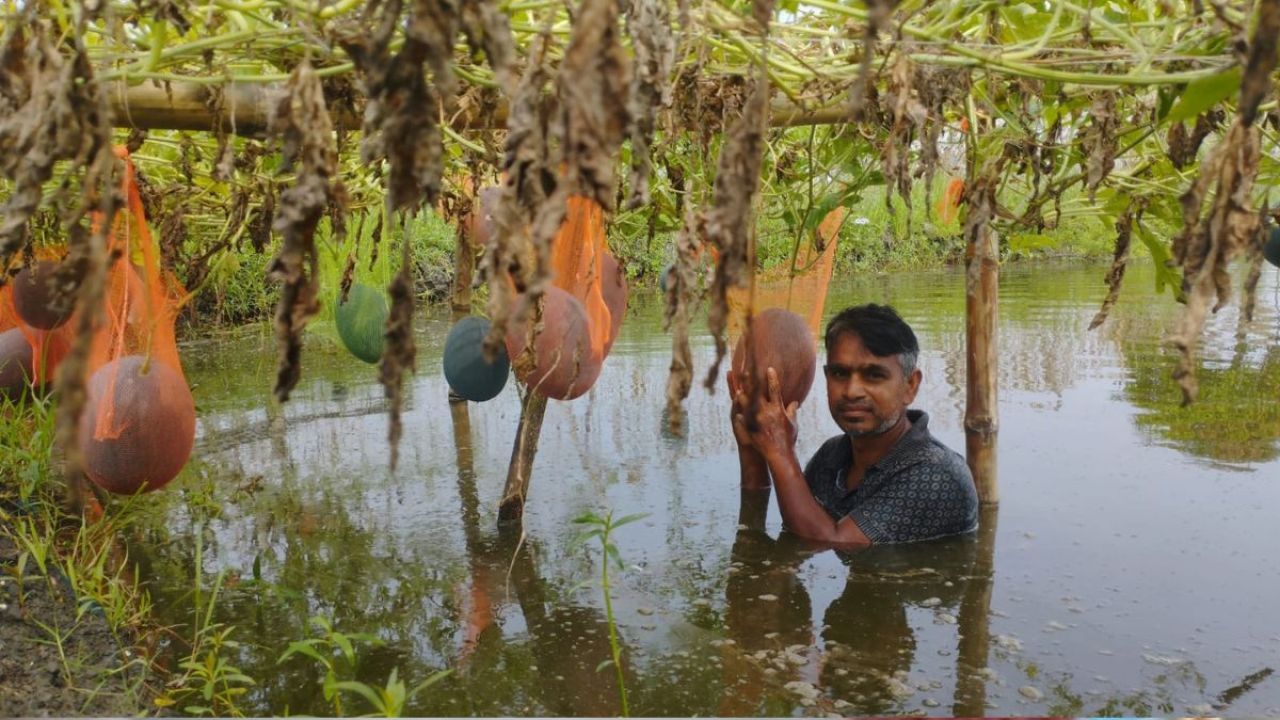 অসময়ে তরমুজ ফলিয়ে লাভবান বাগেরহাটের চাষিরা