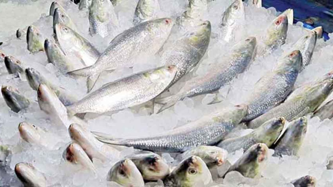 দুর্গাপূজায় আবারো বাংলাদেশের ইলিশ চায় ভারত, মন্ত্রণালয়ে চিঠি