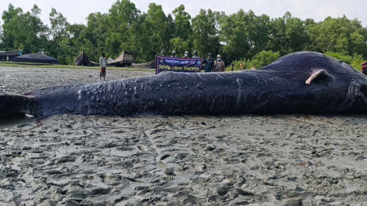 তালতলীর নদীতে ভেসে এলো ৪০ ফুট লম্বা তিমি!