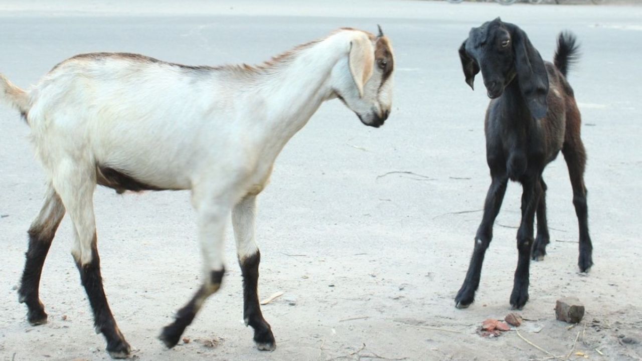 ছাগল ঢুকল শ্রেণিকক্ষে, হুমকির শিকার প্রধান শিক্ষক