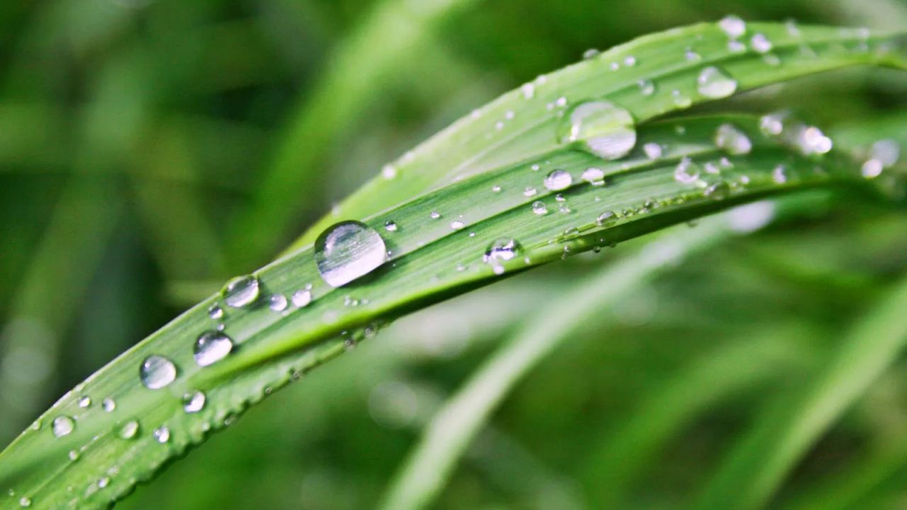 শিশিরের শব্দের মতো ফিরে ফিরে আসে শরৎ