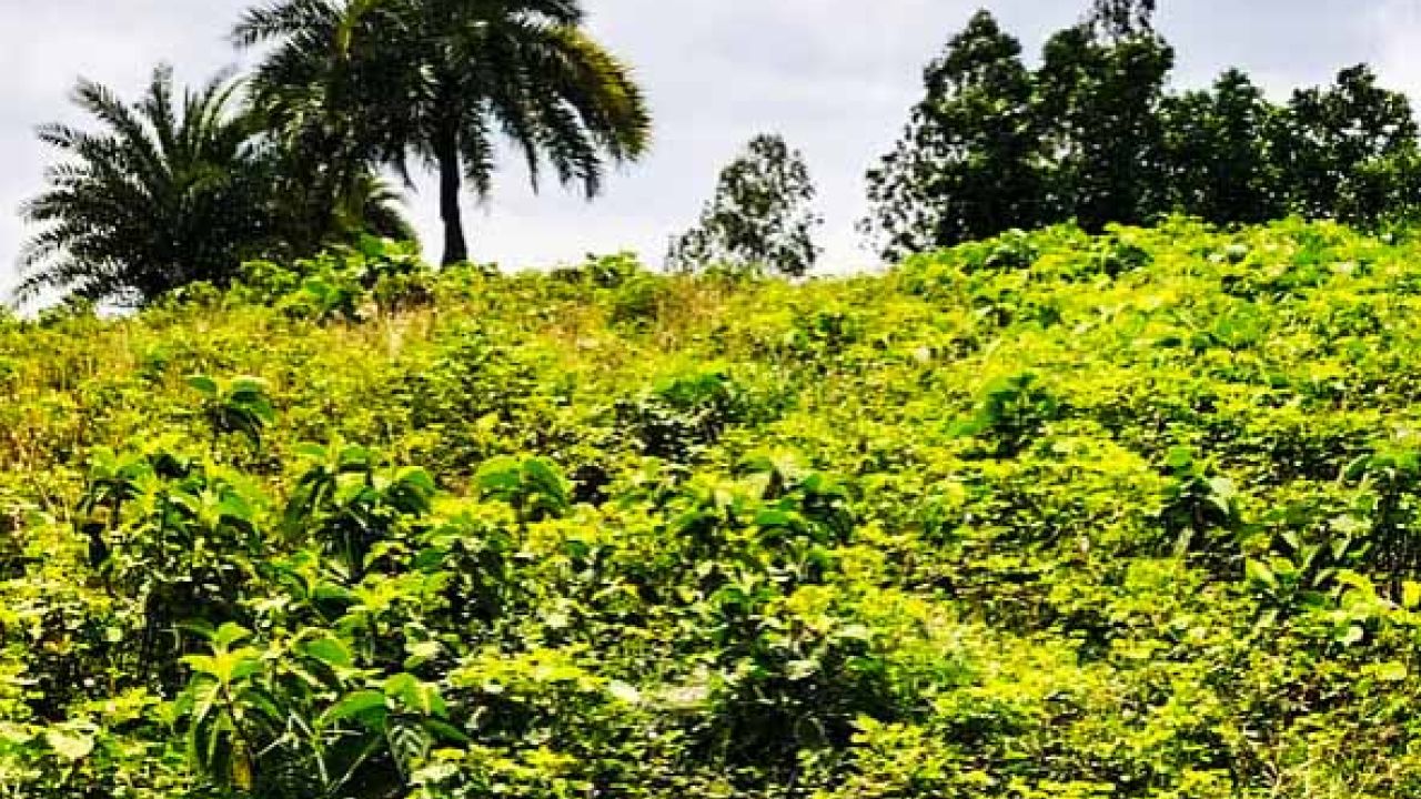 শেরপুরের ‘জামুর ঢিবি’: রহস্যে ঘেরা এক প্রাচীন জনপদ!