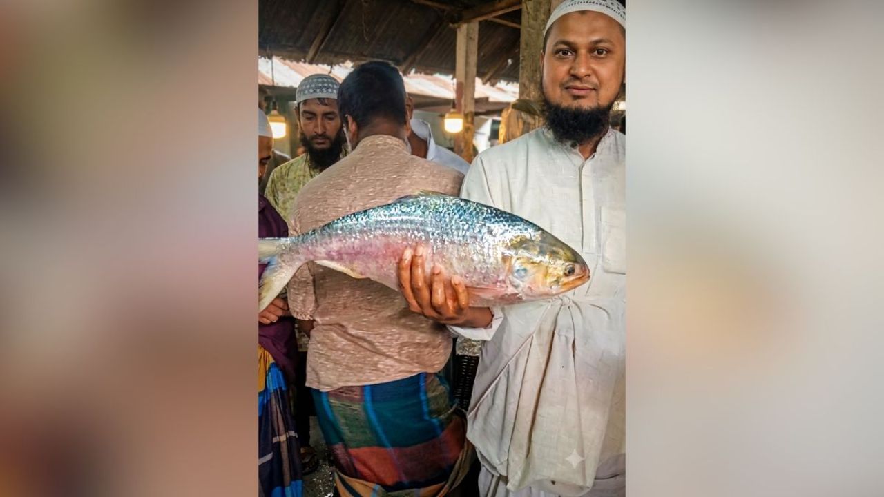 বলেশ্বর নদীতে রাজা ইলিশ, দাম ১৬ হাজার টাকা