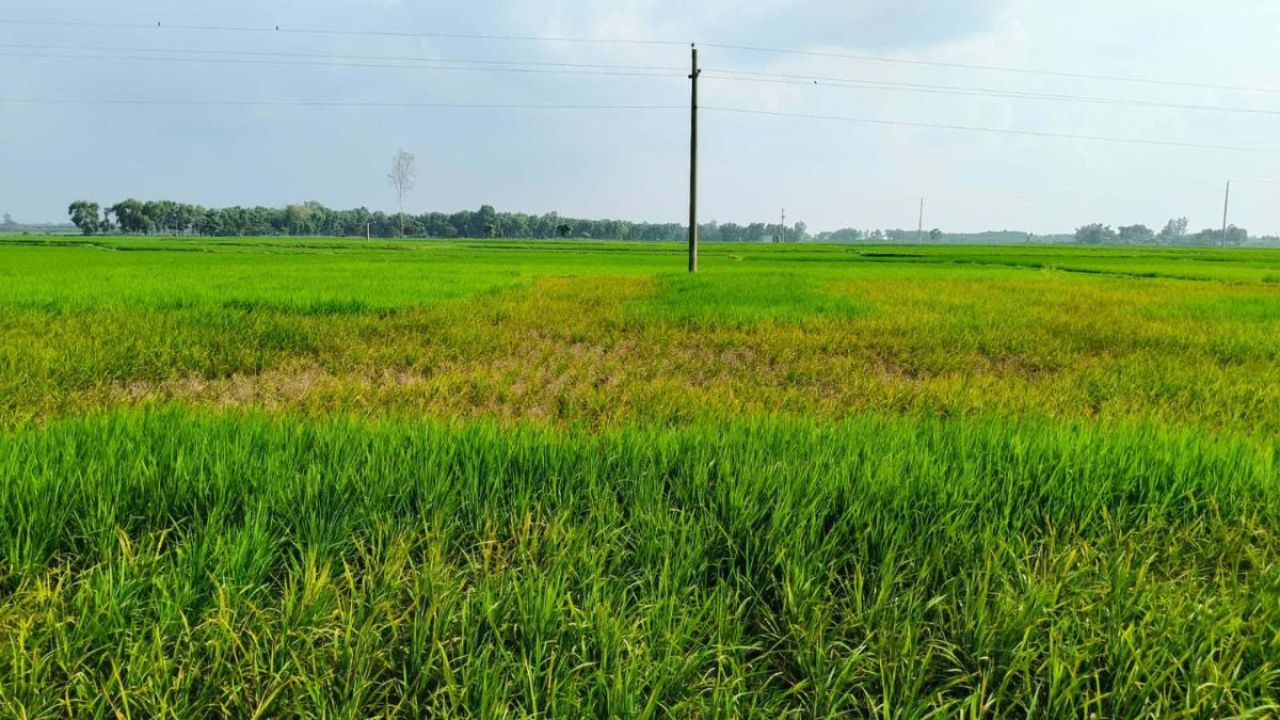 বিষাক্ত কীটনাশক দিয়ে কৃষকের জমির ধান পুড়িয়ে দিল দুর্বৃত্তরা