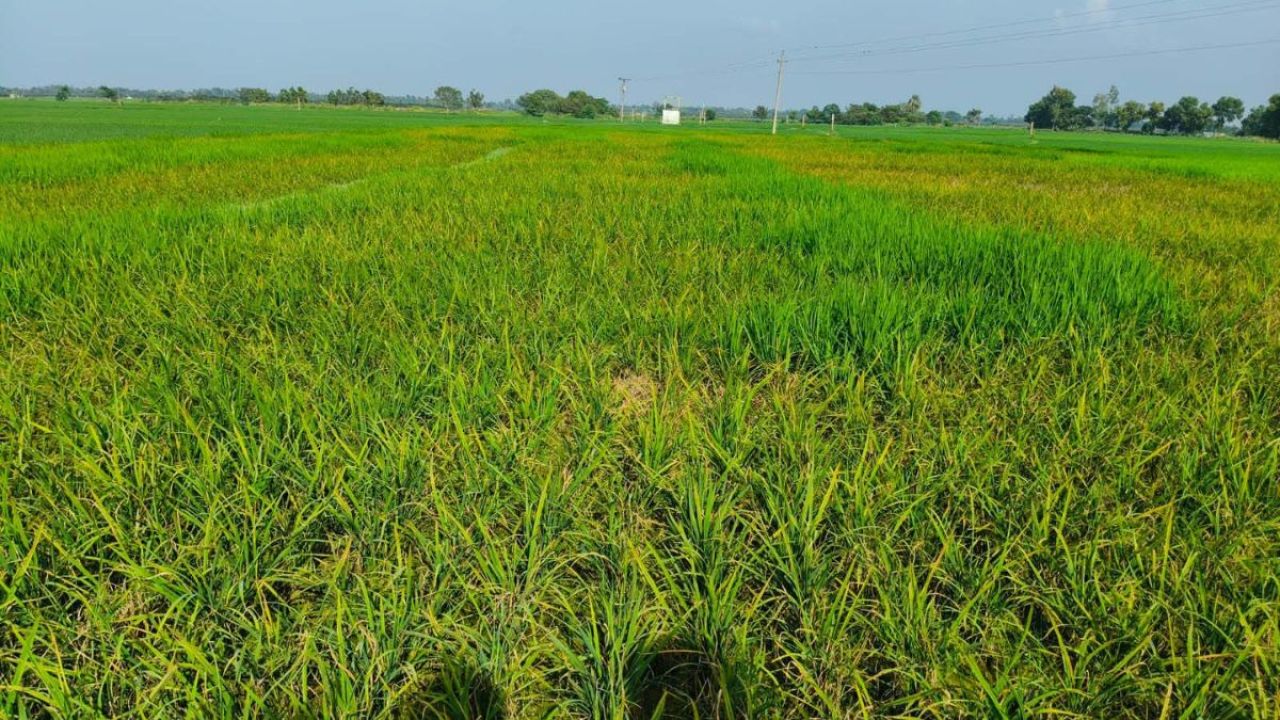 বিষাক্ত কীটনাশক দিয়ে কৃষকের ধান পুড়িয়ে দিল দুর্বৃত্তরা