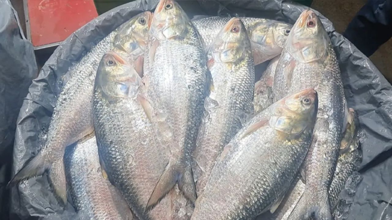 ইলিশের দেশকে উল্টো আমদানি করতে হচ্ছে ভারতের ইলিশ