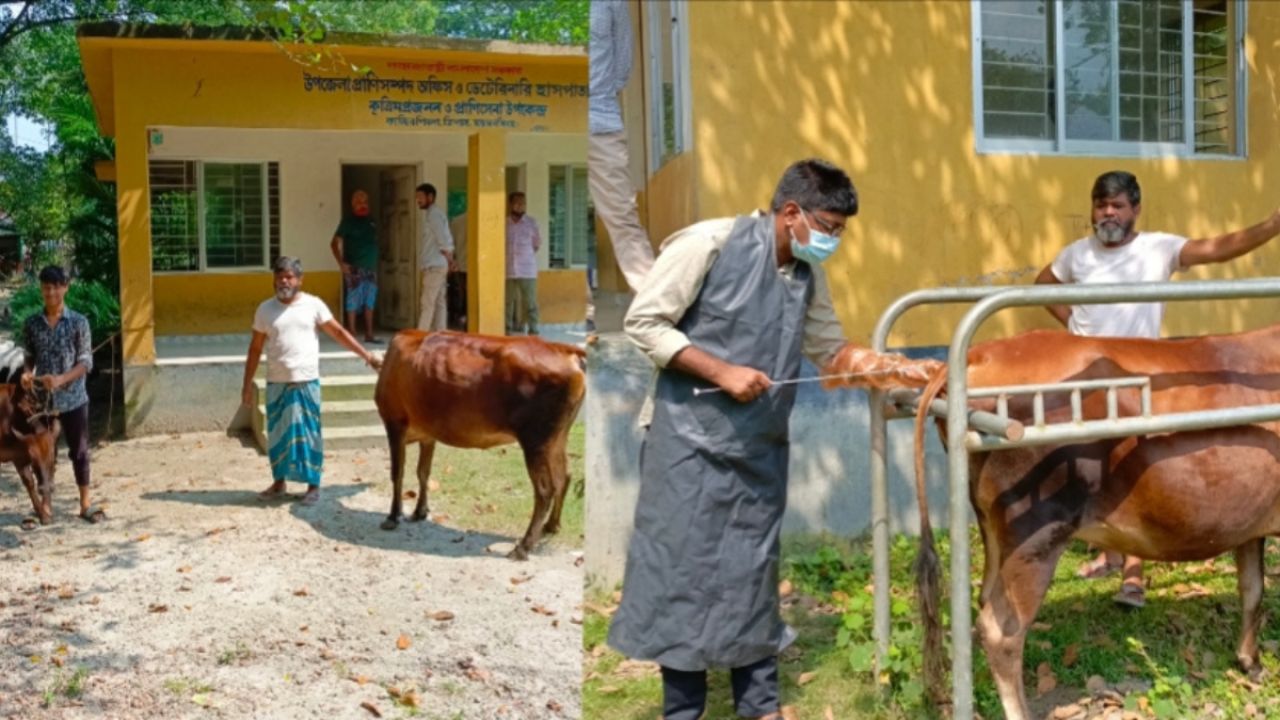 কাজির শিমলা কৃত্রিম প্রজনন উপকেন্দ্র বদলে দিচ্ছে গবাদিপশুর জাত