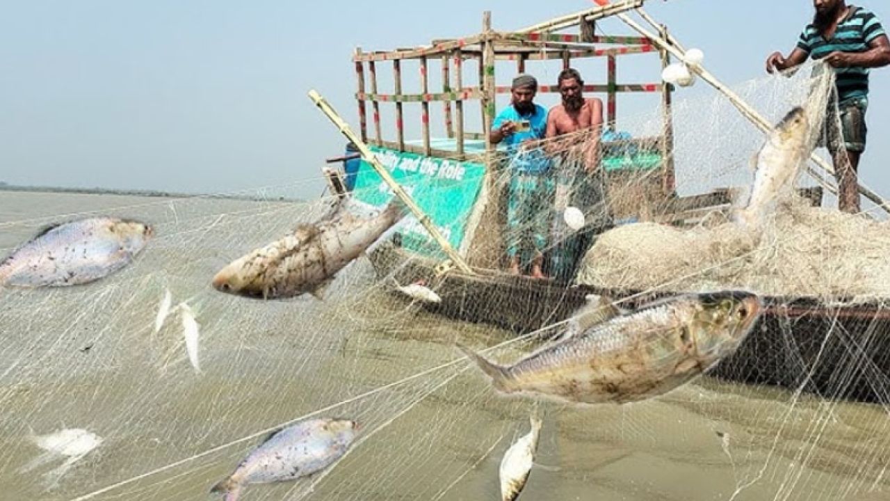 মা ইলিশ রক্ষায় ২২ দিনের নিষেধাজ্ঞা, ভিজিএফ পাবেন জেলেরা