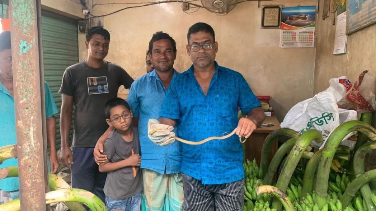 কলার ছড়িতে মিলল খয়েরি ফণিমনসা সাপ