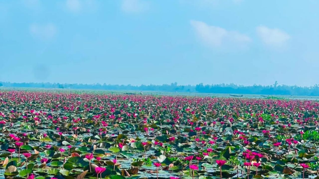 হাইল হাওরে লাল শাপলার মেলা, বাড়ছে পর্যটকের ভিড়