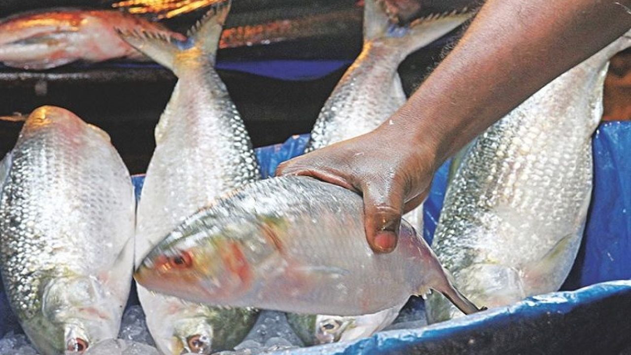 ইলিশ কি সত্যিই বেড়েছিল?