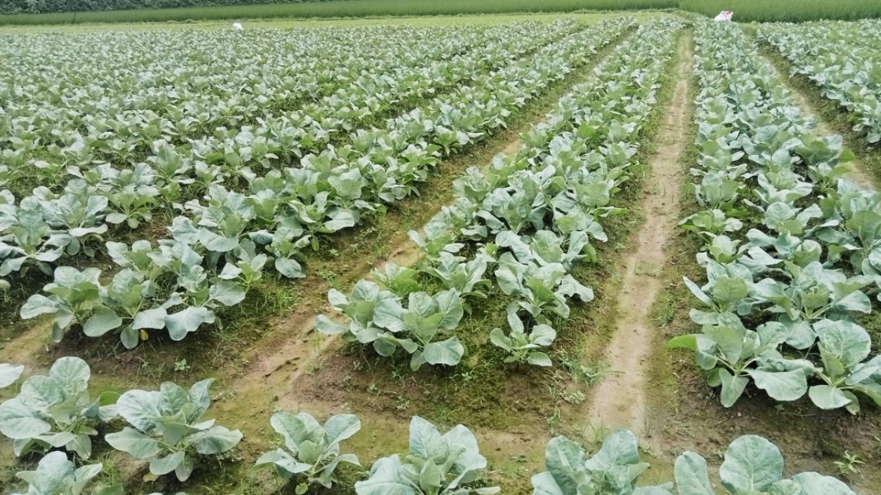 আগাম শীতকালীন সবজি চাষে লাভের স্বপ্ন দেখছেন কৃষকেরা