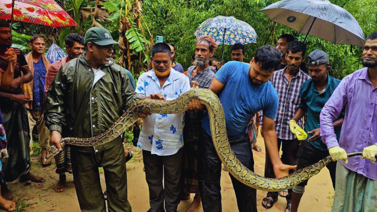 গৃহস্থের আঙিনায় ১৪ ফুটের অজগর, এলাকায় আতঙ্ক
