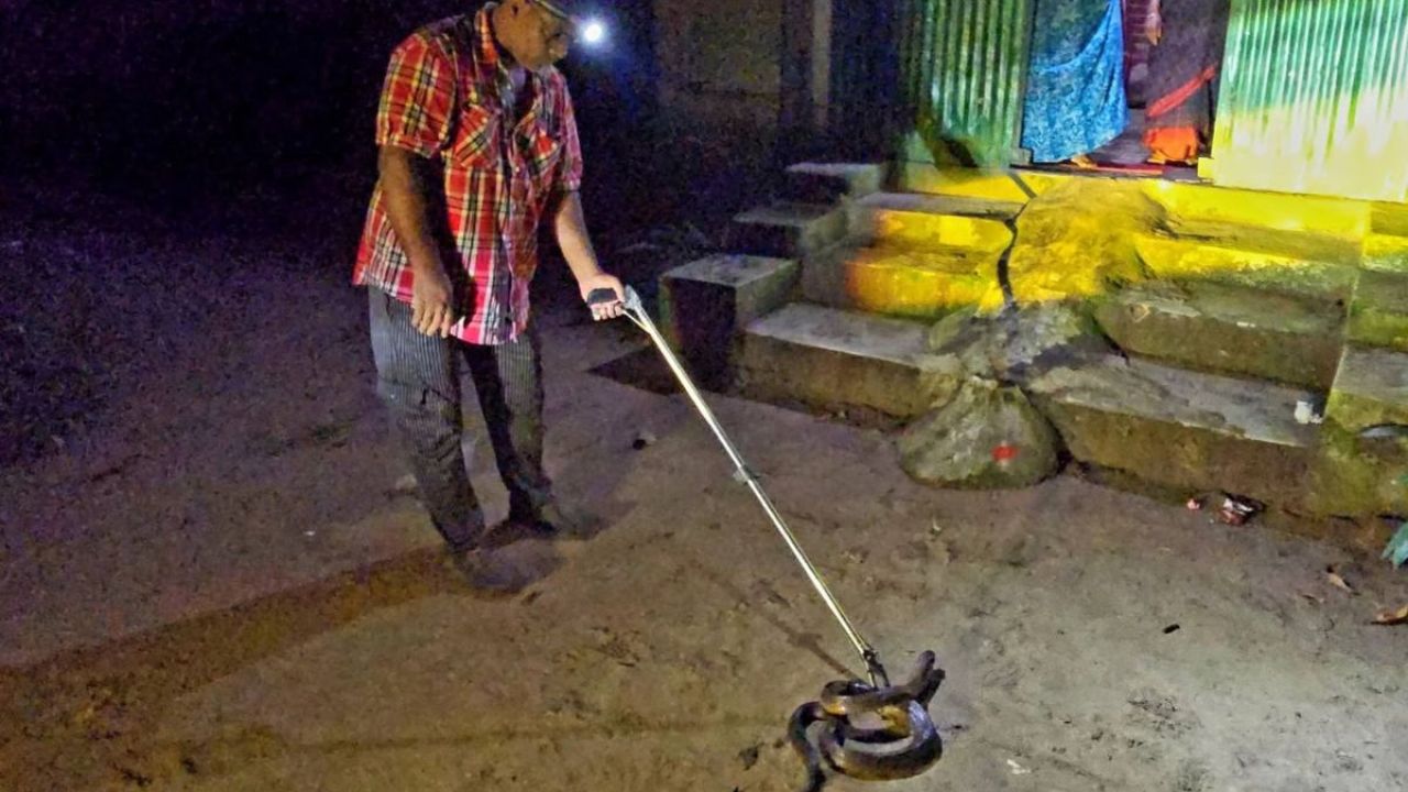 চা বাগানের স্টাফ কোয়ার্টার থেকে বিষধর পদ্ম গোখরা উদ্ধার