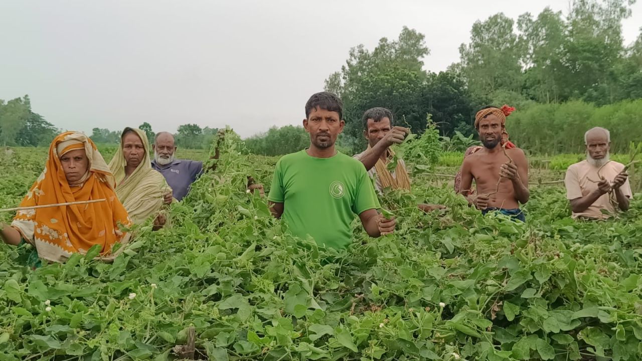 বদলগাছীতে এক রাতেই ১২ বিঘা জমির পটলগাছ কেটে দিল দুর্বৃত্তরা