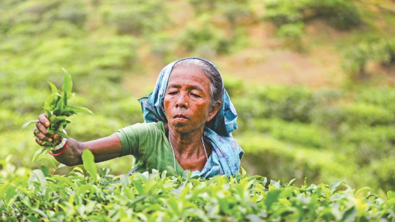 ভারতীয় চায়ের কারণে লোকসান গুণছে দেশীয় চা-শিল্প