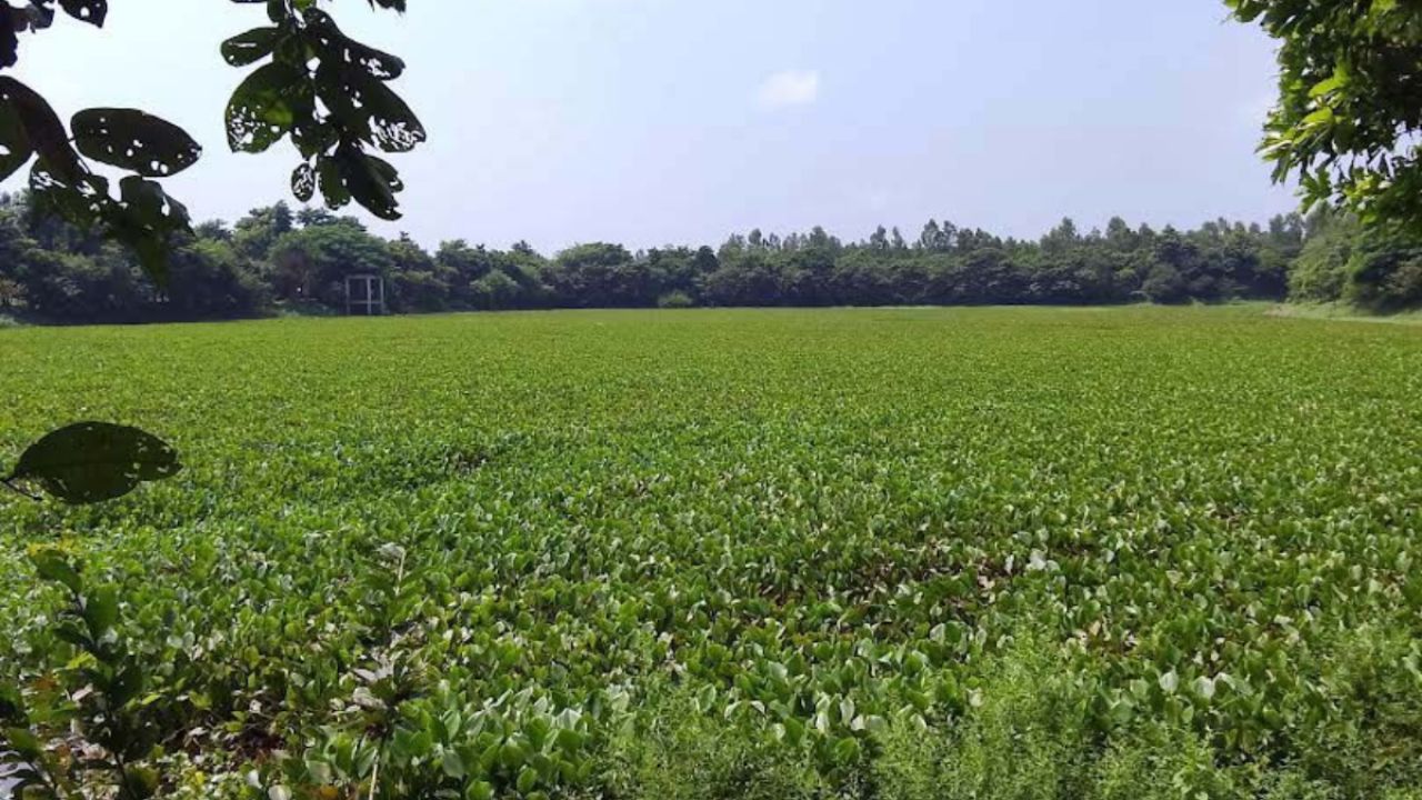 ভাড়ারদহ বিল : কচুরিপানার দখলে পানি, মাদকসেবীদের দখলে পাড়
