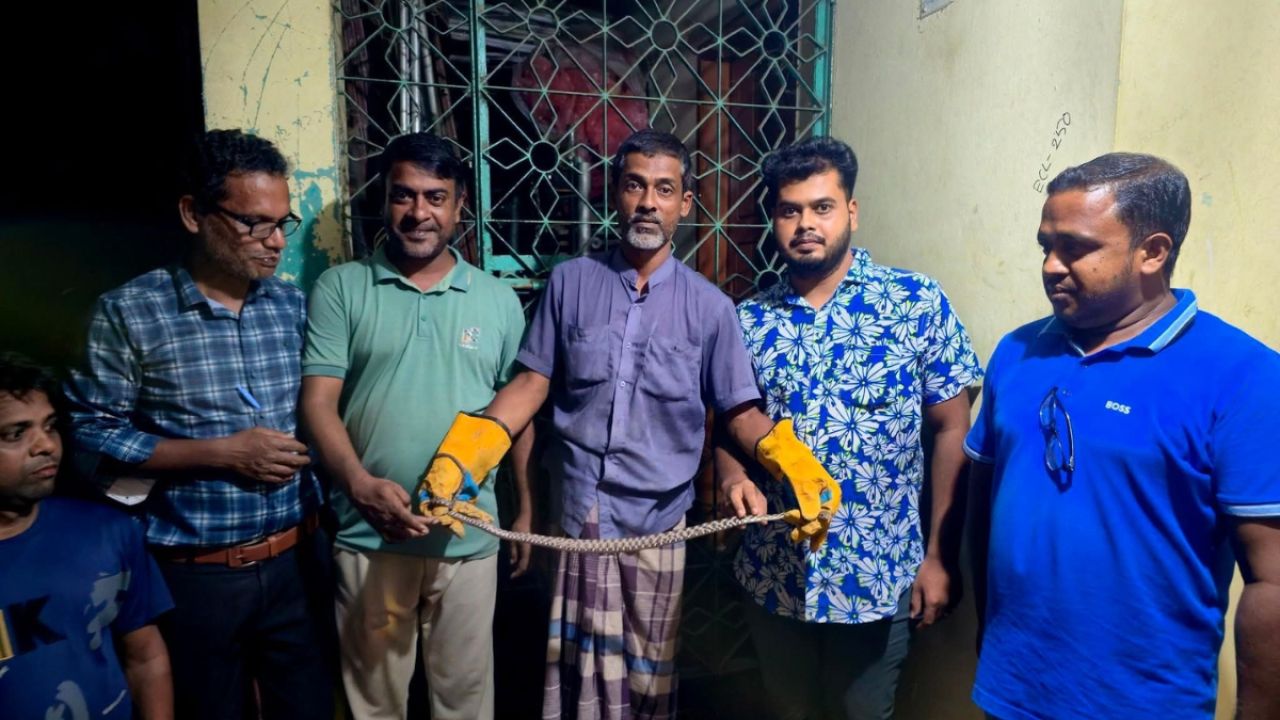 বাসার গ্রিল থেকে দুর্লভ ‘আইড ক্যাট স্নেক’ উদ্ধার