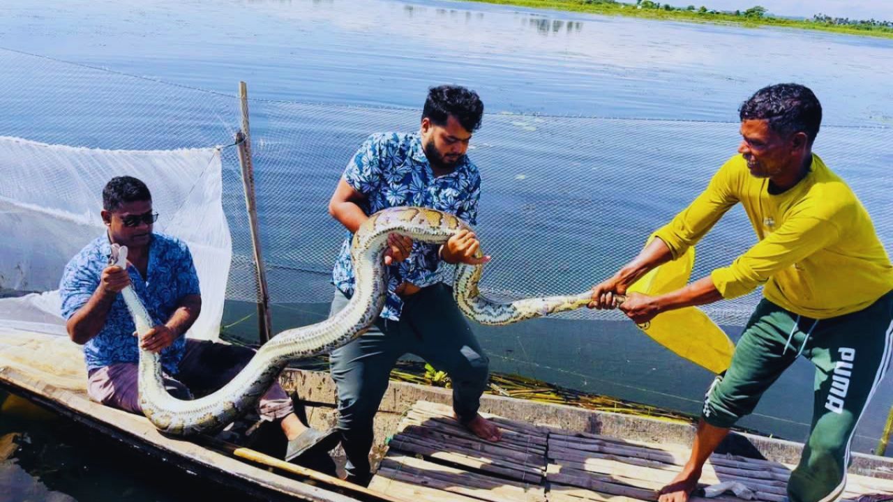 জালে পেঁচিয়ে মৃত্যুর মুখে অজগর, দুই ঘণ্টার চেষ্টায় উদ্ধার