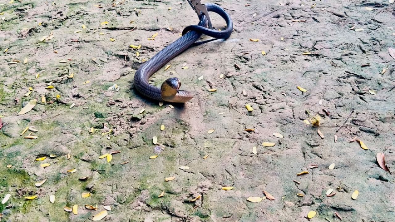 চা-শ্রমিকের বসতঘর থেকে বিষধর পদ্ম গোখরা উদ্ধার