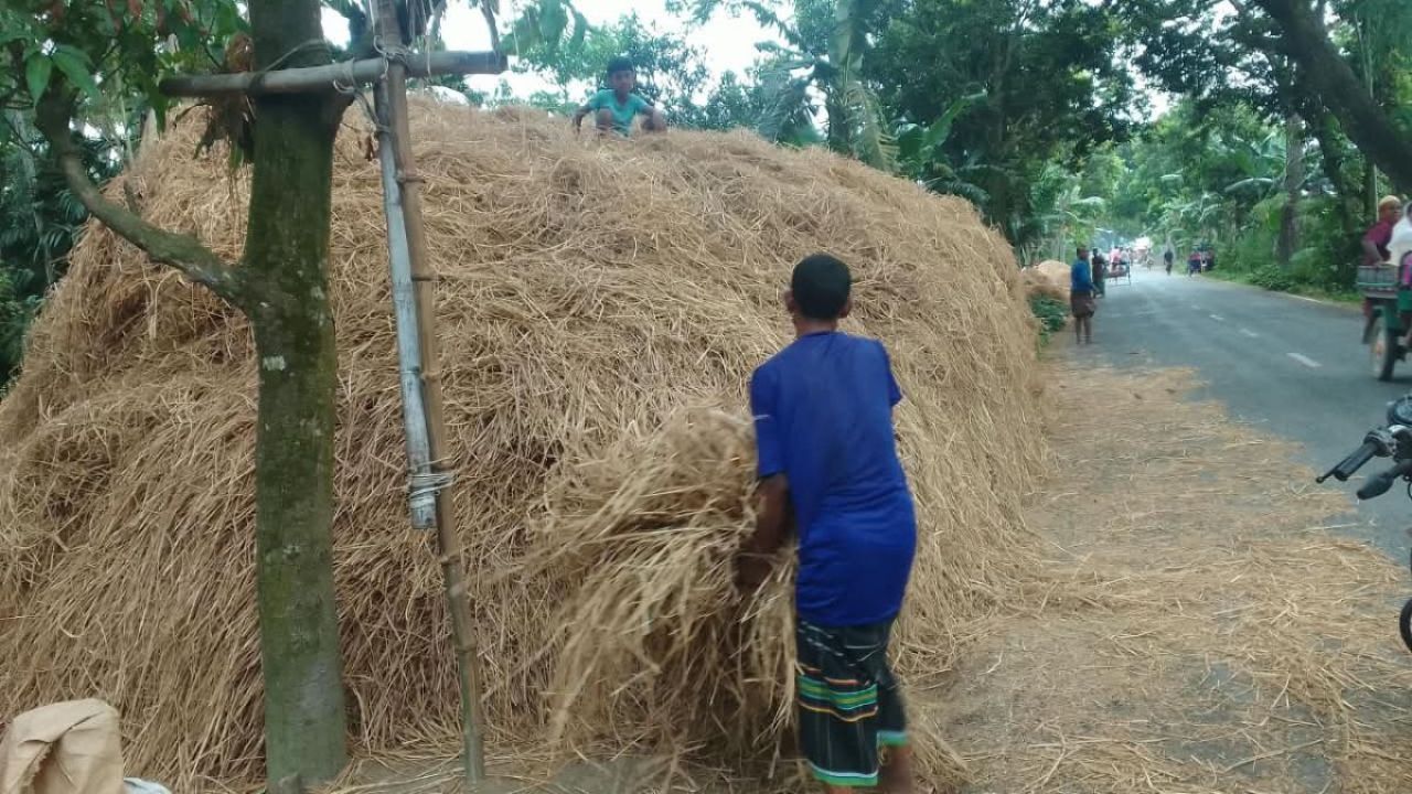 গো-খাদ্যের তীব্র সংকট, বিপাকে গবাদিপশু খামারিরা