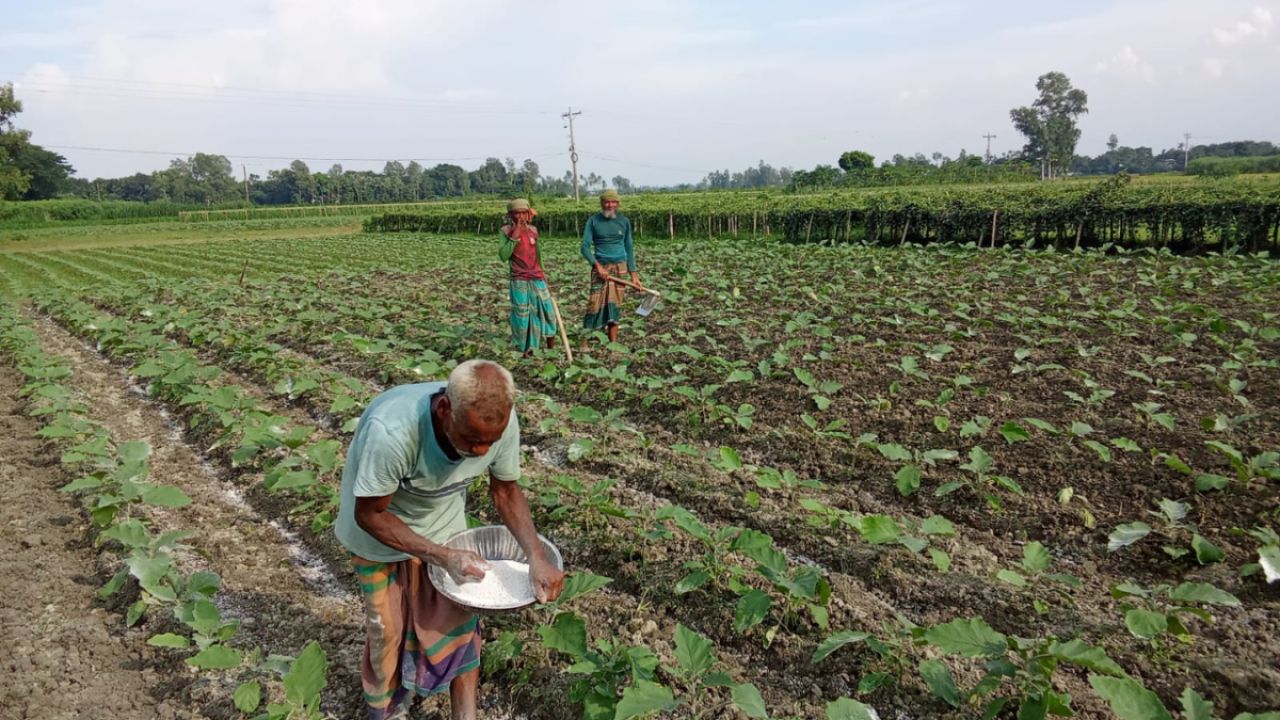 ভালো দামের আশায় আগাম শীতকালীন সবজি চাষ