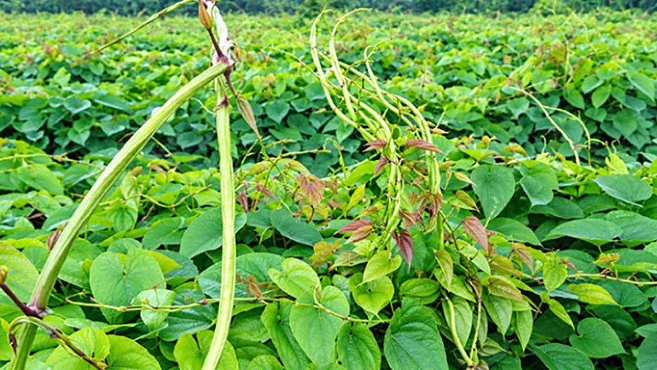 যশোরে আগাম মেটে আলুর বাম্পার ফলন