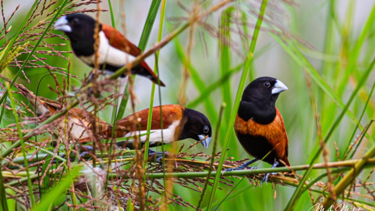 বিলুপ্তির পথে অনন্য সামাজিক পাখি : ত্রিবর্ণ মুনিয়া