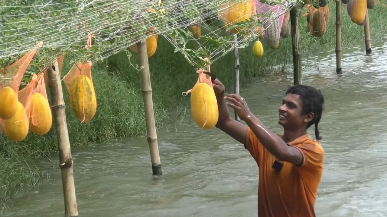 লবণাক্ত চিংড়িঘেরের ভেড়িতে তরমুজের বাম্পার ফলন