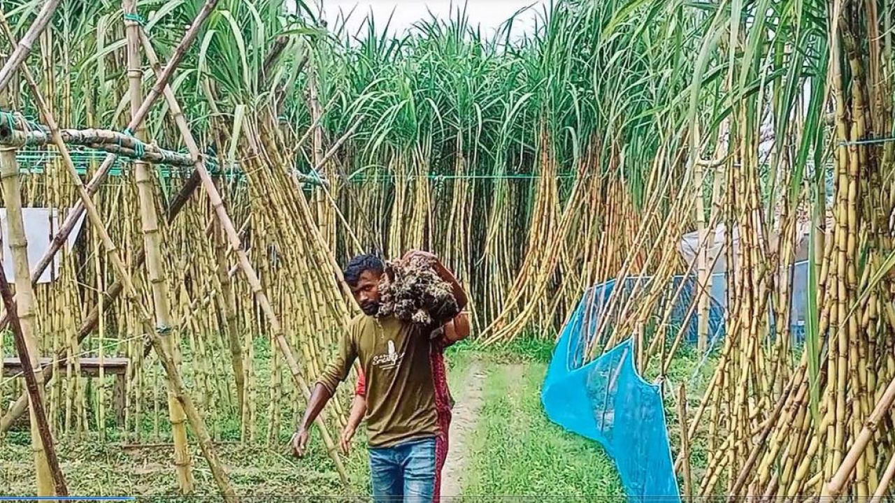 যশোরের বেনাপোলে বাড়ছে মিষ্টি আখের চাষ