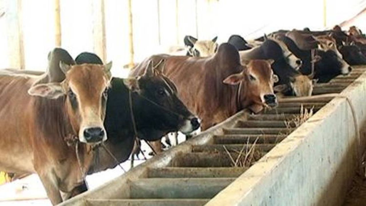 জৈব নিরাপত্তা কি শুধু খামারের জন্যই প্রয়োজন?