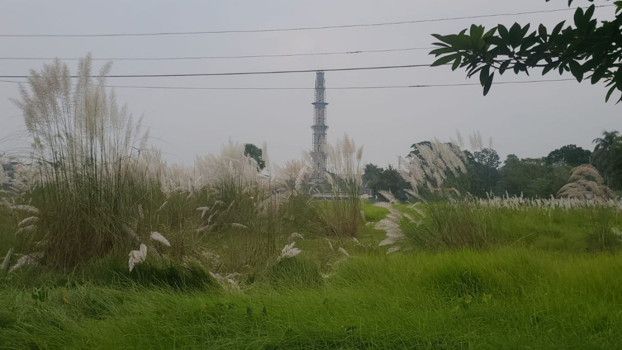 পর্যটকদের টানছে নেছারাবাদের কাশফুল