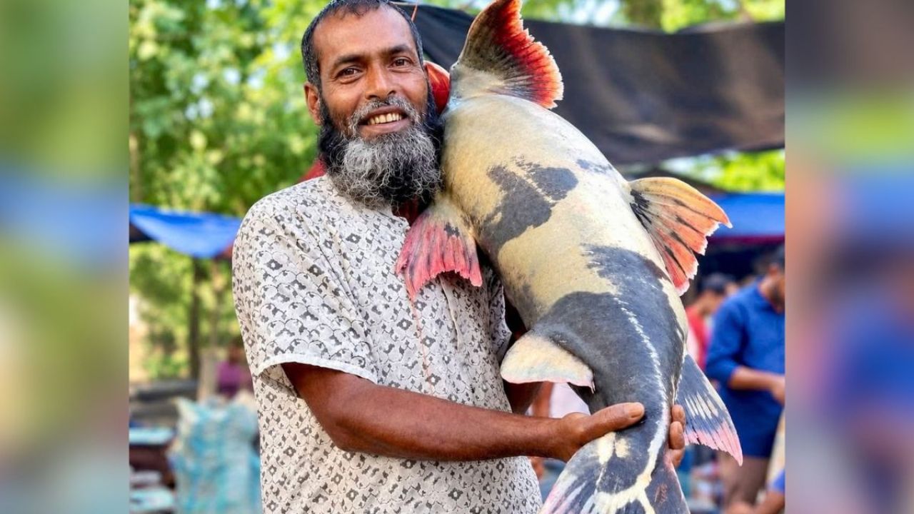 পদ্মায় ধরা পড়ল ২৪ কেজির বাঘাইড়