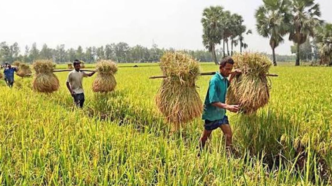 কৃষিভিত্তিক সমবায় : গ্রামীণ অর্থনীতির নতুন সম্ভাবনা