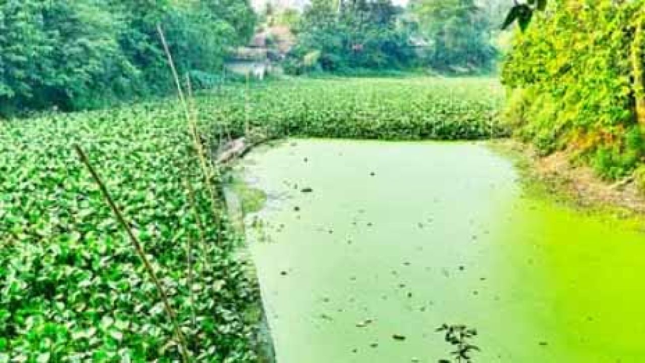 শেরপুরে ‘গোসাইয়ের দহ’ এখন পানি ও মাছশূন্য